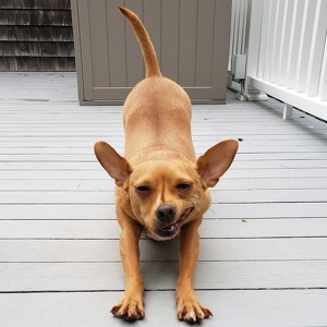 Fundraising Page: Michael Koenig